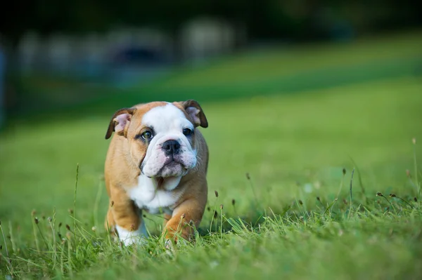 Bonito cachorro bulldog feliz jogando na grama fresca de verão — Fotografia de Stock