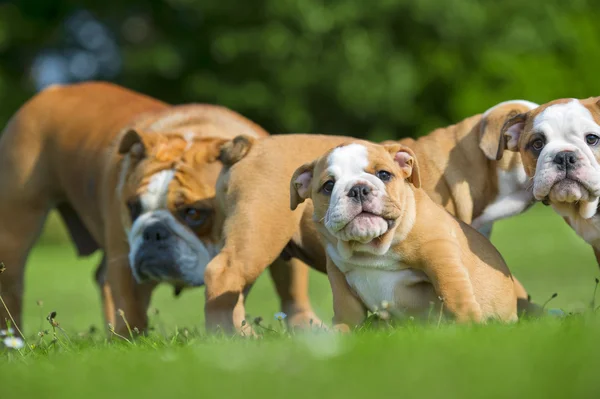 Hermosa madre Bulldog con sus hijos cachorros —  Fotos de Stock