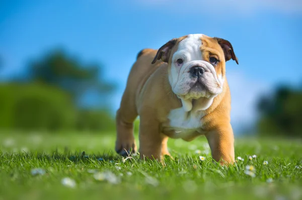 Üzerinde taze yaz çim oynarken sevimli mutlu bulldog yavrusu — Stok fotoğraf