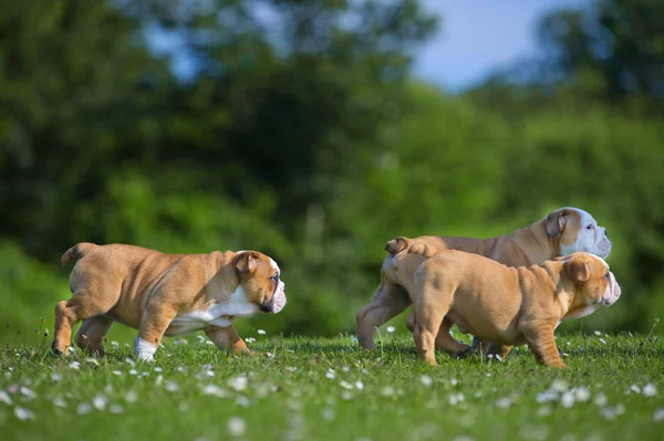 Carino felice inglese bulldog cane cuccioli che giocano all'aperto — Foto Stock