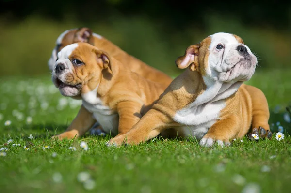 Söta glada engelska bulldog hund valpar leker utomhus — Stockfoto