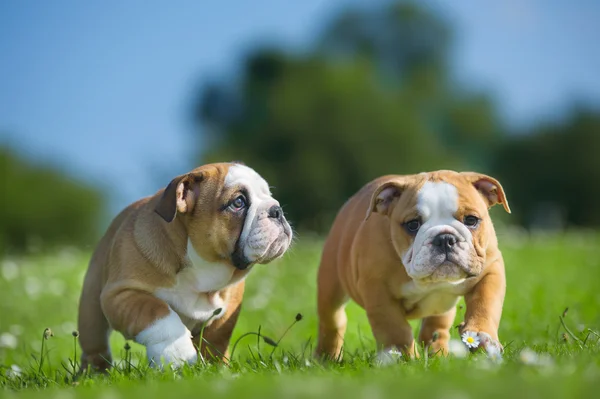 Dışarıda oynarken sevimli mutlu İngilizce bulldog köpek yavruları — Stok fotoğraf