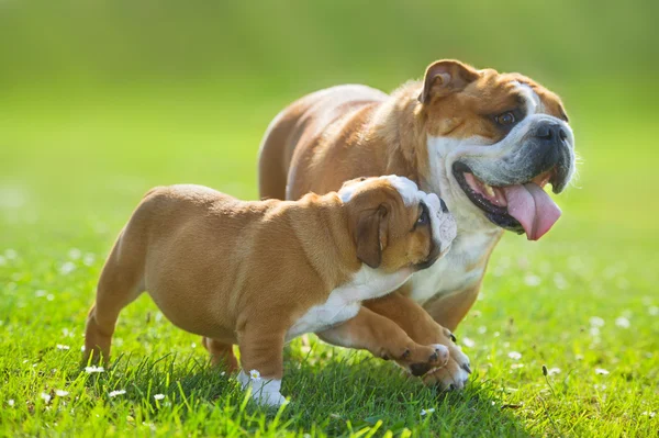 Cute bulldog puppy following its mother — Stock Photo, Image