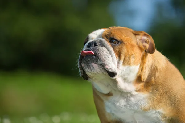 Carino divertente inglese bulldog cane ritratto — Foto Stock
