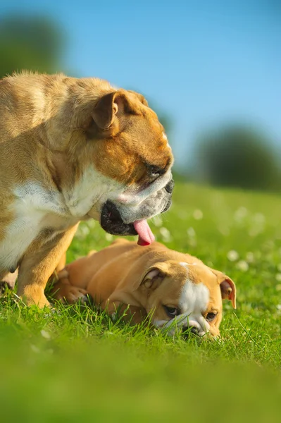 Szczenię szczęśliwy cute angielski bulldog z jego matka pies — Zdjęcie stockowe