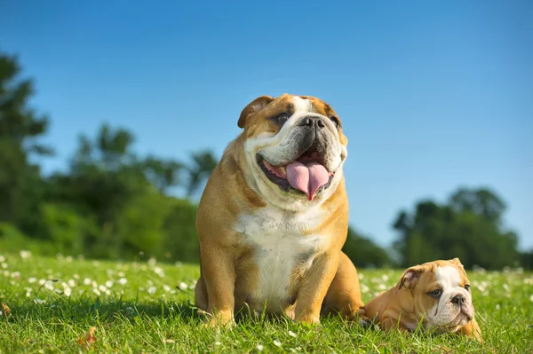 Az anya kutya a boldog aranyos angol bulldog kiskutya — Stock Fotó