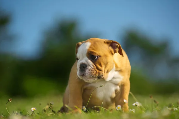 Bonito cachorro bulldog feliz jogando na grama fresca de verão — Fotografia de Stock