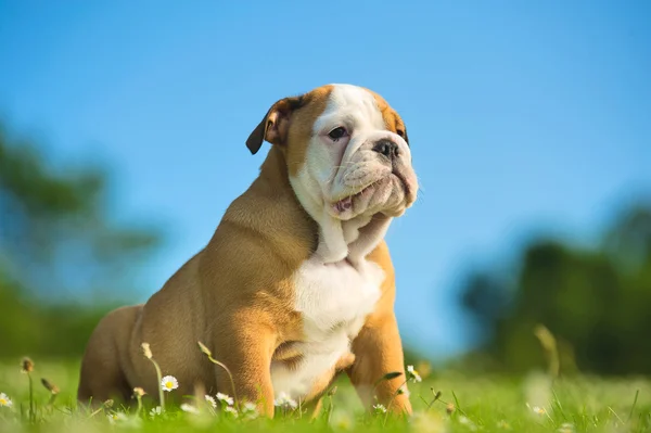 Bonito cachorro bulldog feliz jogando na grama fresca de verão — Fotografia de Stock