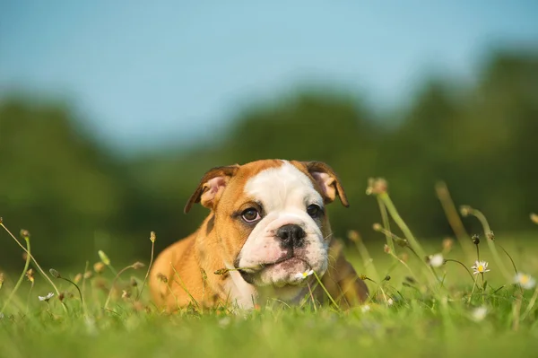 Söta glada bulldog valp spelar på ny sommar gräs — Stockfoto