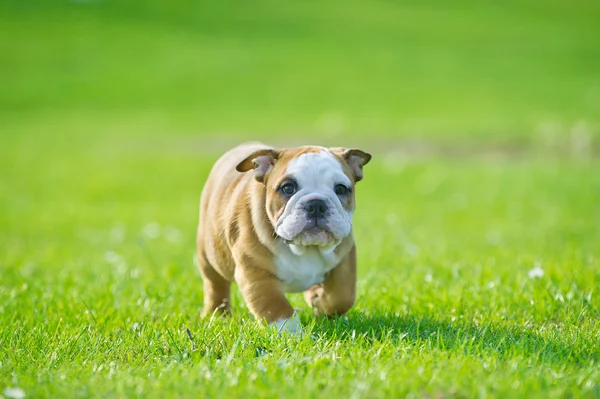 Bonito cachorro bulldog feliz jogando na grama fresca de verão — Fotografia de Stock