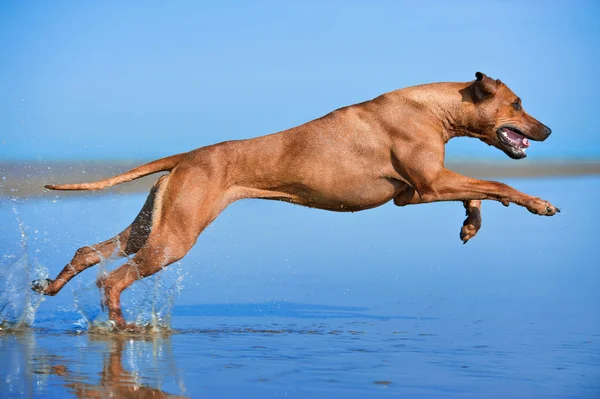 Active athletic dog puppy running at the sea — Stock Photo, Image