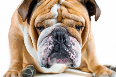 köpek duygular - üzgün köpek