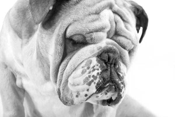 Psí emoce - smutný pes — Stock fotografie