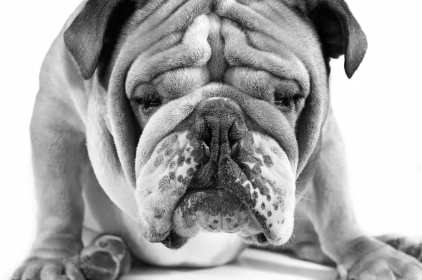 Pies emocje - smutny pies — Zdjęcie stockowe