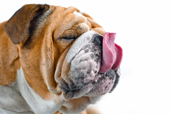 犬の感情 - 幸せな犬 — ストック写真