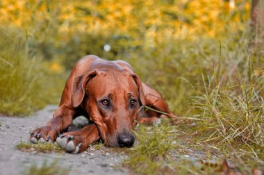köpek yavrusu Rodezya ridgeback sonbahar ormanda