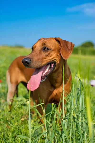 Dog rhodesian ridgeback puppy in a field of flowers — Stock Photo, Image
