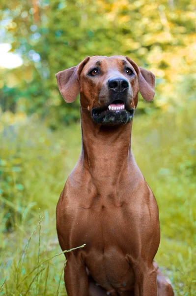 Hundvalp rhodesian ridgeback i höst woods — Stockfoto