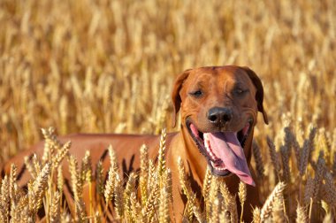 köpek çavdar buğday alanında