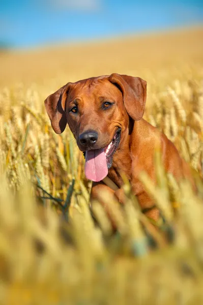 Dog in the rye wheaten field — Stock Photo, Image