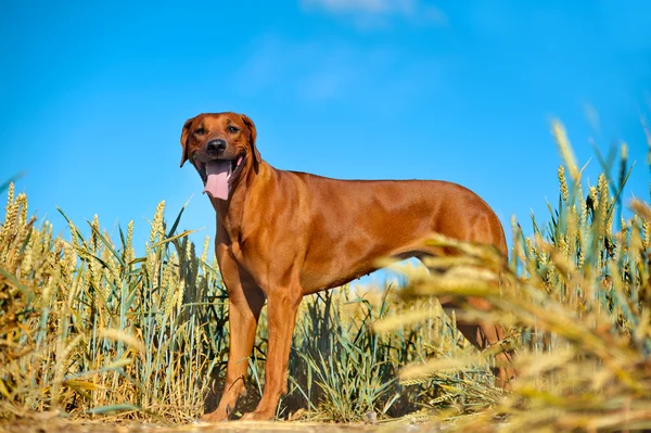 Perro en el campo de trigo de centeno — Foto de Stock