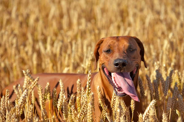 Dog in the rye wheaten field — Stock Photo, Image