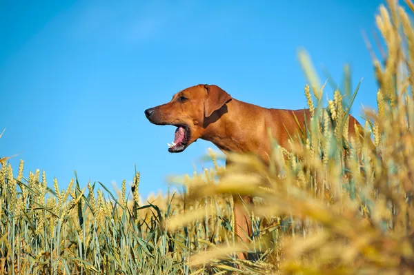 Hund i fältet råg wheaten — Stockfoto