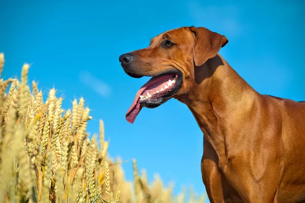 Dog in the rye wheaten field — Stock Photo, Image