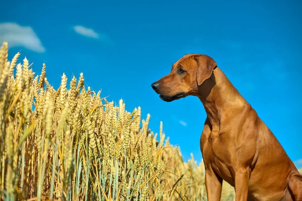 Dog in the rye wheaten field — Stock Photo, Image