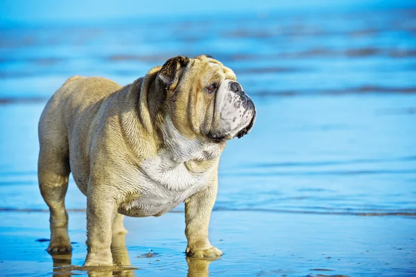 Cão engraçado Inglês bulldog de pé na água — Fotografia de Stock