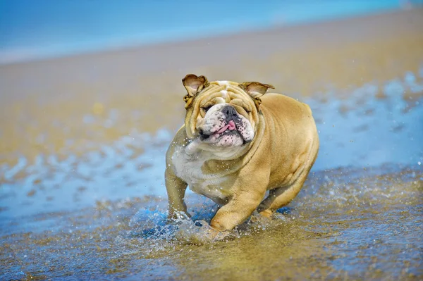 Aktiver athletischer Hund Englische Bulldogge läuft am Meer — Stockfoto