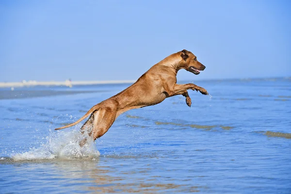 Cão atlético ativo correndo no mar — Fotografia de Stock