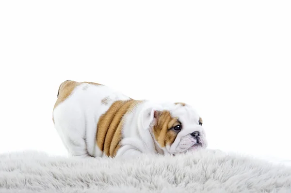 Carino inglese bulldog cane cucciolo — Foto Stock