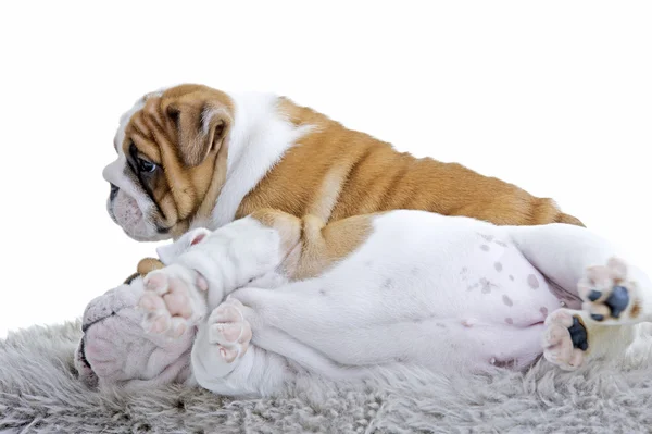 Carino inglese bulldog cane cucciolo — Foto Stock