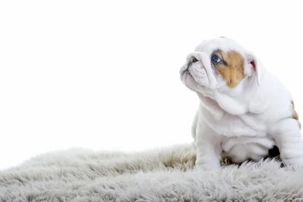 Cute angielski bulldog psa szczeniaka — Zdjęcie stockowe