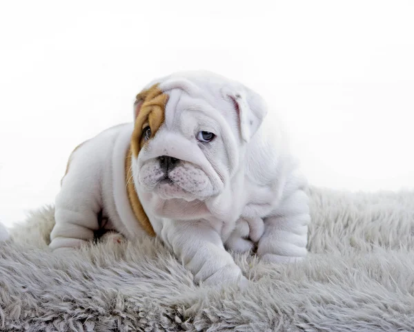 Söta engelska bulldog hundvalp — Stockfoto