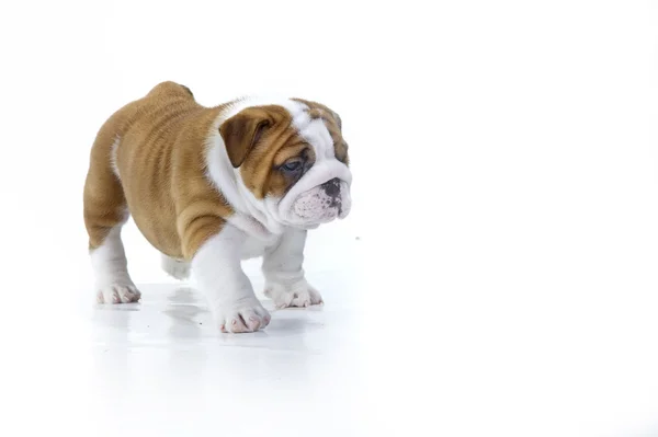 Cute angielski bulldog psa szczeniaka Obrazek Stockowy