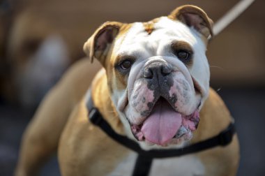 İngilizce bulldog köpek yavrusu açık havada