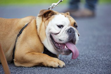 İngilizce bulldog köpek yavrusu açık havada dikey