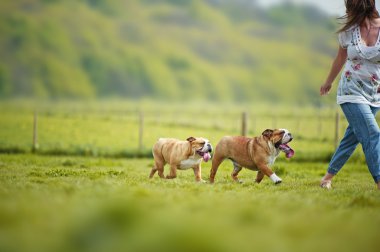 açık havada oyun İngilizce bulldogs köpek yavruları