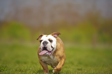 açık havada oyun İngilizce bulldog köpek yavrusu