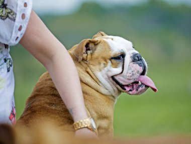 mutlu İngilizce bulldog köpek yavrusu sahip açık tarafından sarıldı