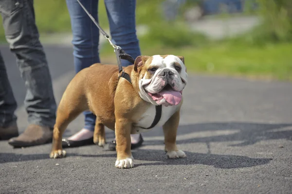 英国斗牛犬狗小狗，在户外 — 图库照片