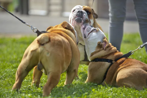 İngilizce bulldog köpek yavrusu açık havada — Stok fotoğraf