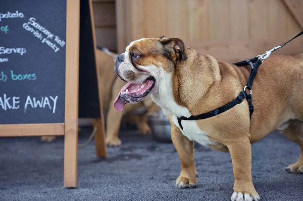 Chiot bouledogue anglais chiot en plein air — Photo