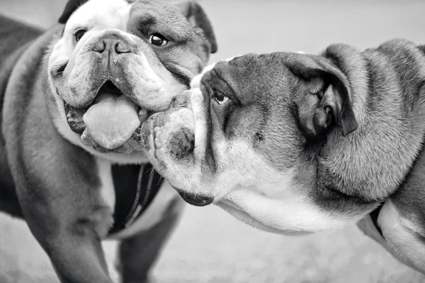 Due Bulldogs inglese cane cucciolo all'aperto — Foto Stock