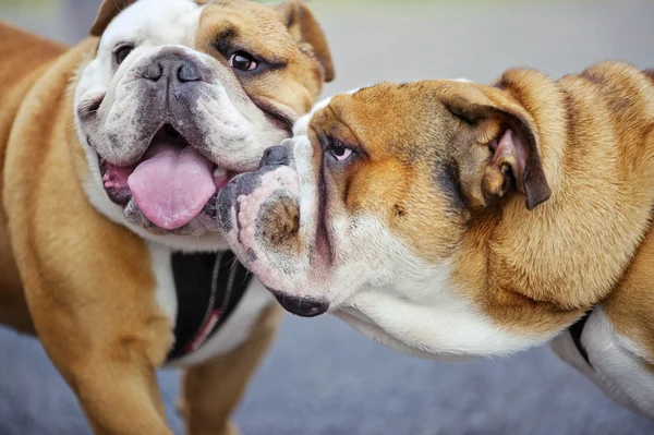 Dva anglicky bulldogs pes štěně venku — Stock fotografie