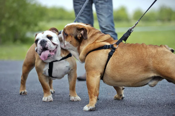 Inglés Bulldogs dogs cachorros meeting outdoor —  Fotos de Stock