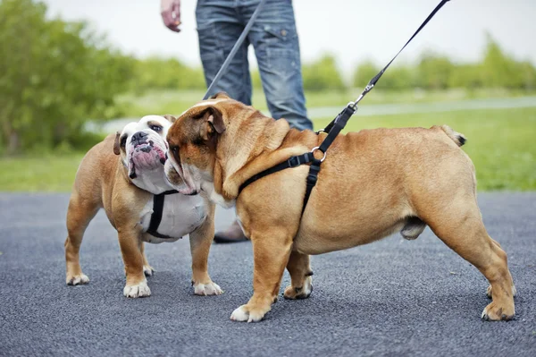 English Bulldogs dogs puppies meeting outdoors — Stock Photo, Image