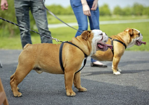 Engels bulldogs honden puppies buitenshuis — Stockfoto